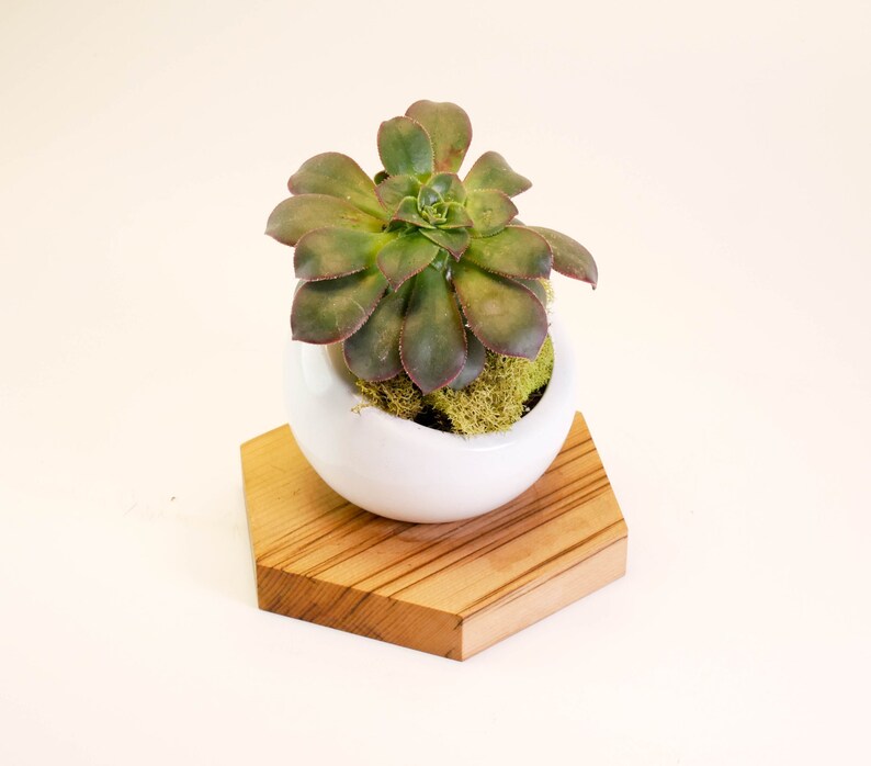 Wood Planter Indoor Planter Succulent Planter Reclaimed Wood Ceramic Planter Wood Home Decor Cactus Planter Rustic Planter