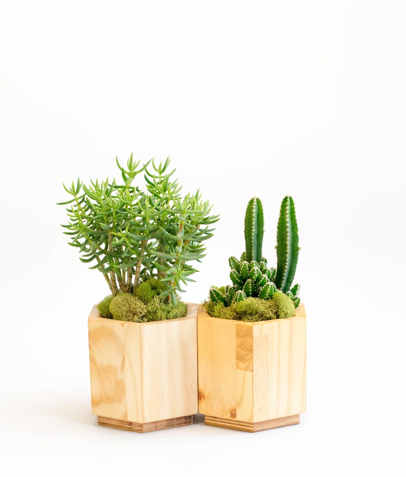 Geometric Wooden Planter Set Modern Planter Set for Succulent Modern Planter Pot Modern Planter Small Planter with Drainage