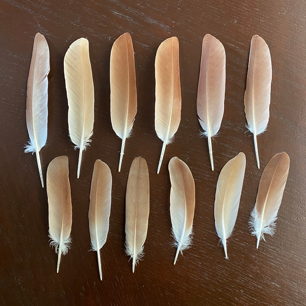 Molted Pigeon Feathers |Cruelty Free Crafting Feathers | Smudge Feathers | Feather Boutonniere