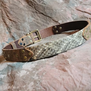 May include: A brown leather belt with a snakeskin pattern and brass accents. The belt has a buckle and is decorated with rivets.