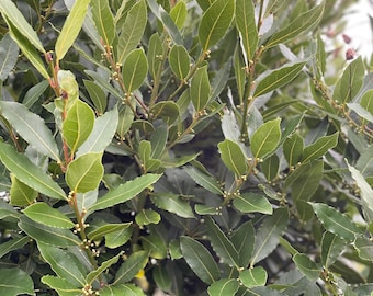 Bayleaves. 100 fresh Bayleaves  picked for each order