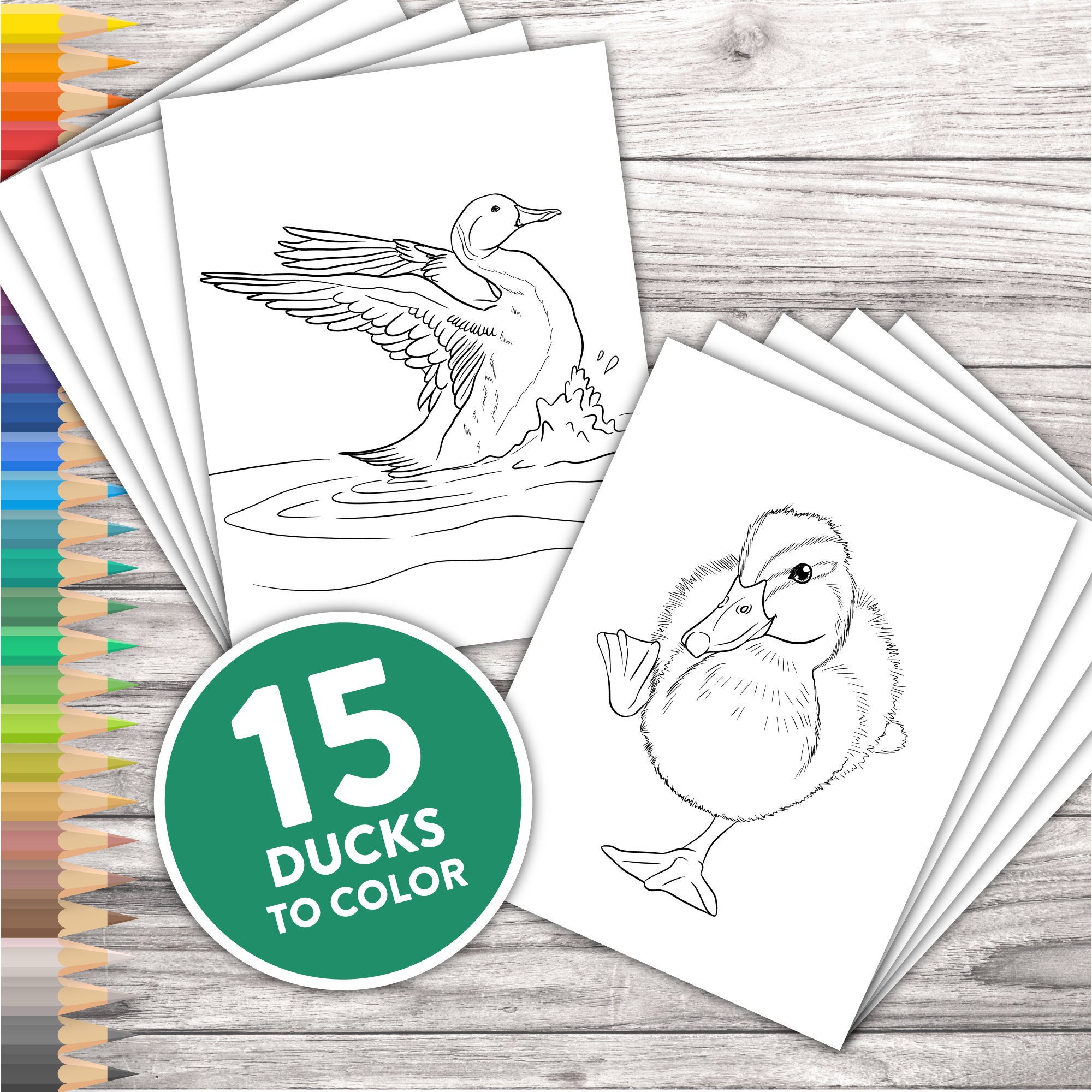 Duck Hunting Coloring Pages Coloring Pages Of Ducks Clip Art Library