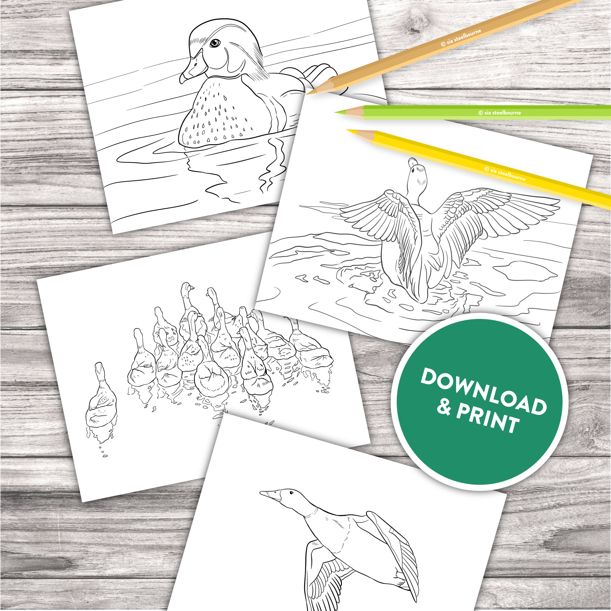 Duck Coloring Pages | 15 Printable Bird Designs (PDF) - Etsy