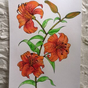 Tiger lilies image 1