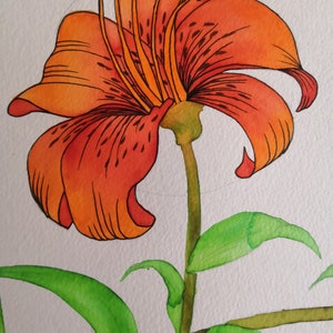 Tiger lilies image 4