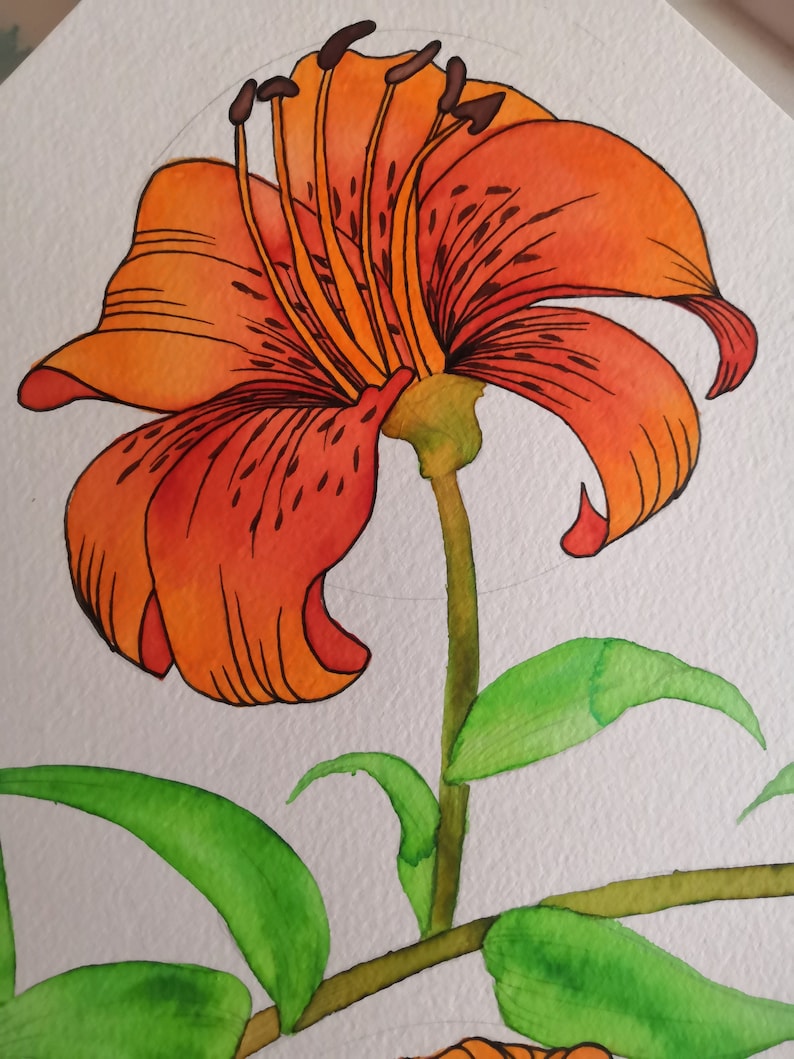 Tiger lilies image 4