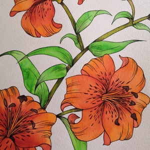 Tiger lilies image 3