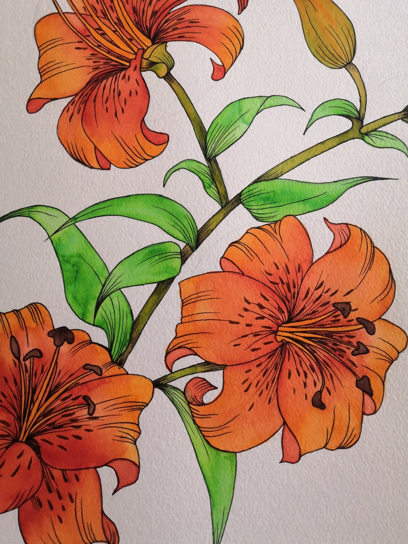 Tiger lilies image 3