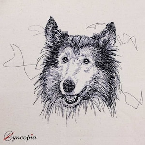Collie scribble