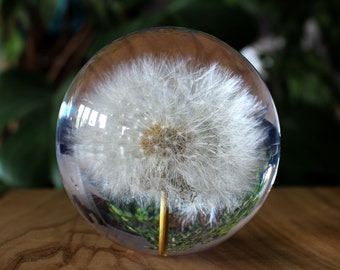 Dandelion resin paperweight, Dandelion Sphere, Dandelion desk home office decor, New homeowner Housewarming gift deco, Dandelion in resin