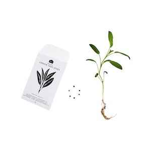 CULINARY HERB SEEDS 2 Pack of 5 image 2