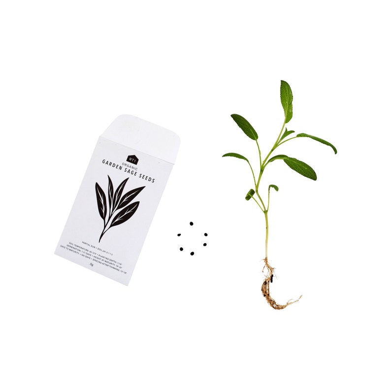 CULINARY HERB SEEDS 2 - Pack of 5 image 2