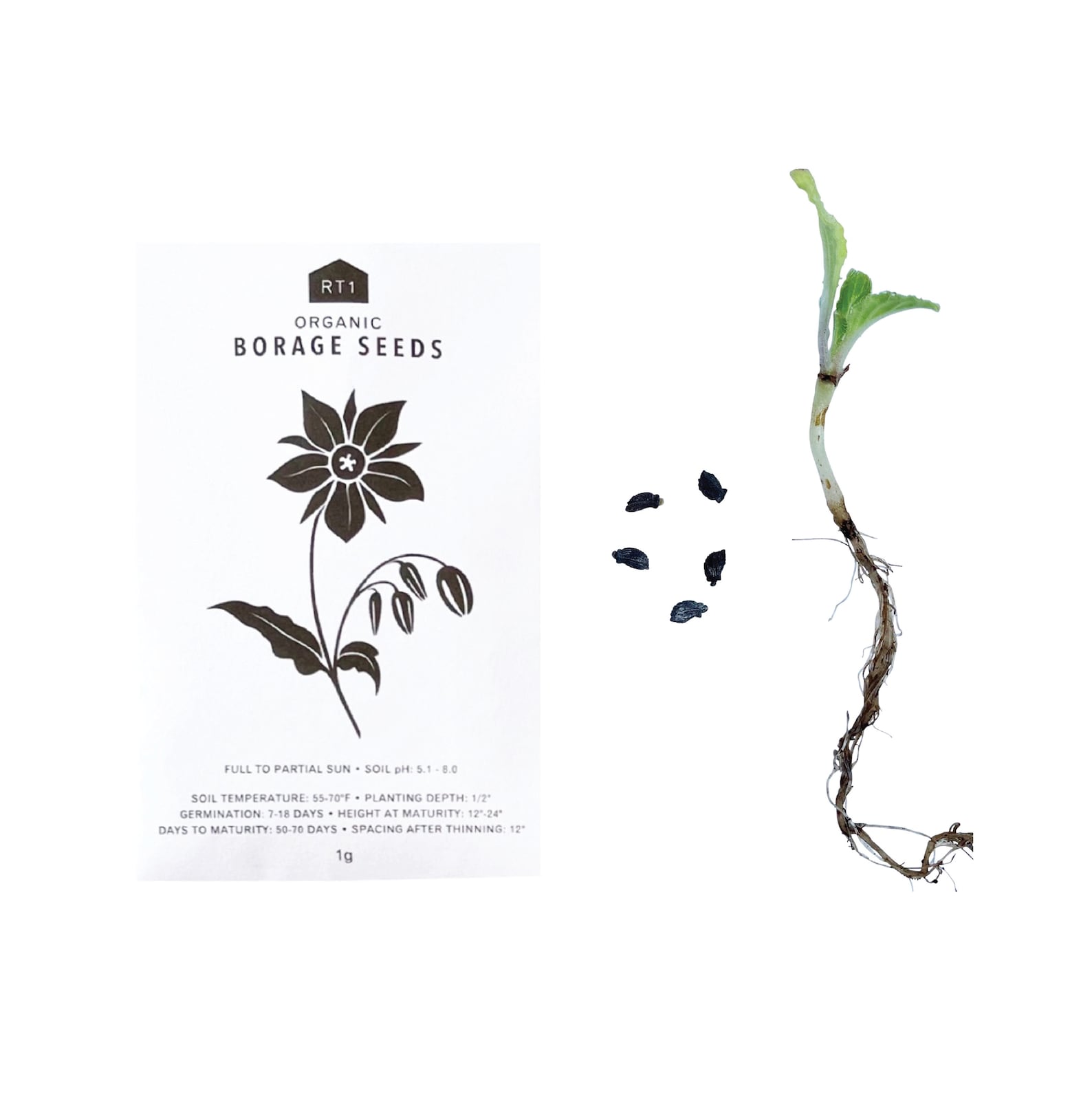 EDIBLE FLOWER SEEDS Pack Of 5 Etsy