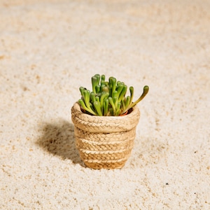 May include: A small green succulent plant in a woven pot, sitting on a light beige sandy surface.
