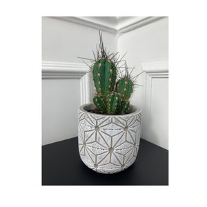 May include: A green cactus plant with long, thin spines growing in a white ceramic planter with a geometric pattern.