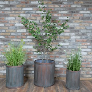 May include: Three metal planters with different sized plants. The planters are a rusty brown colour and have a ribbed texture. The plants are green and leafy.
