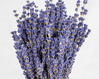 Manojos de lavanda seca Royal Velvet - Cosecha 2025 en el este de Washington, color morado oscuro, manojos de calidad extra grandes.