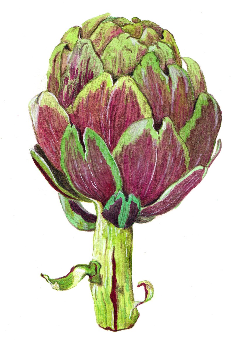 Artichoke