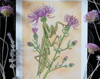 Thistle Mantis- print