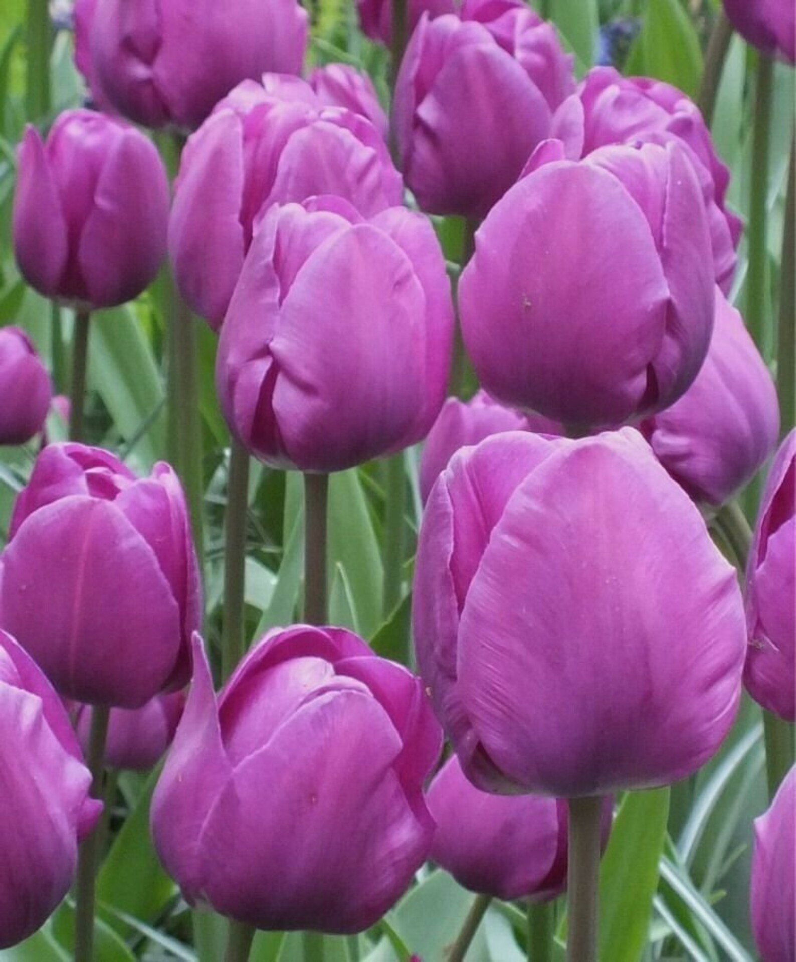 Тюльпан тарзан. Голландские луковицы тюльпанов. Голландские луковицы тюльпанов. Тюльпан блашинг бьюти. Ящик для хранения луковиц тюльпанов.