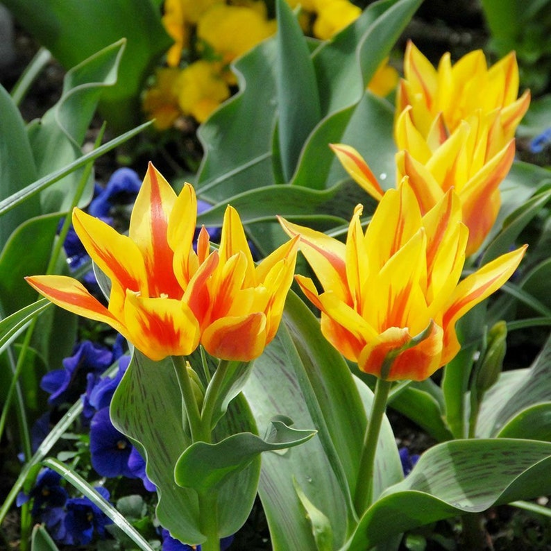 Tulip Winnipeg 6 Bulbs Lovely Blooms Now Shipping Etsy