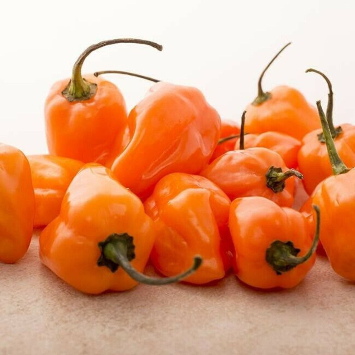 Pepper Habanero Spanish Variety 10 seeds Fruit ripen to a Etsy