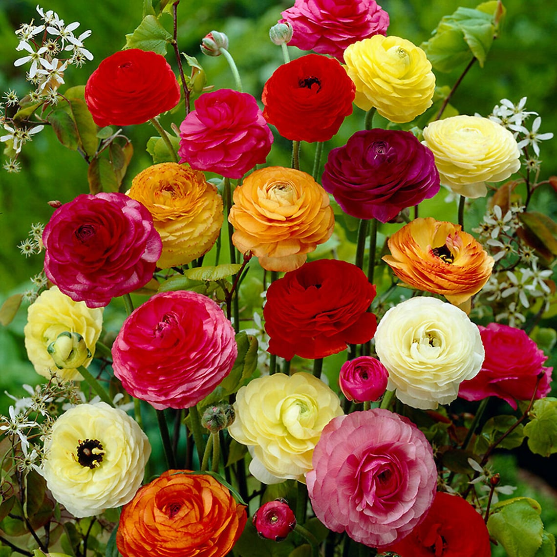 Ranunculus Mix 10 Bulbs Lovely blooms Now shipping Etsy
