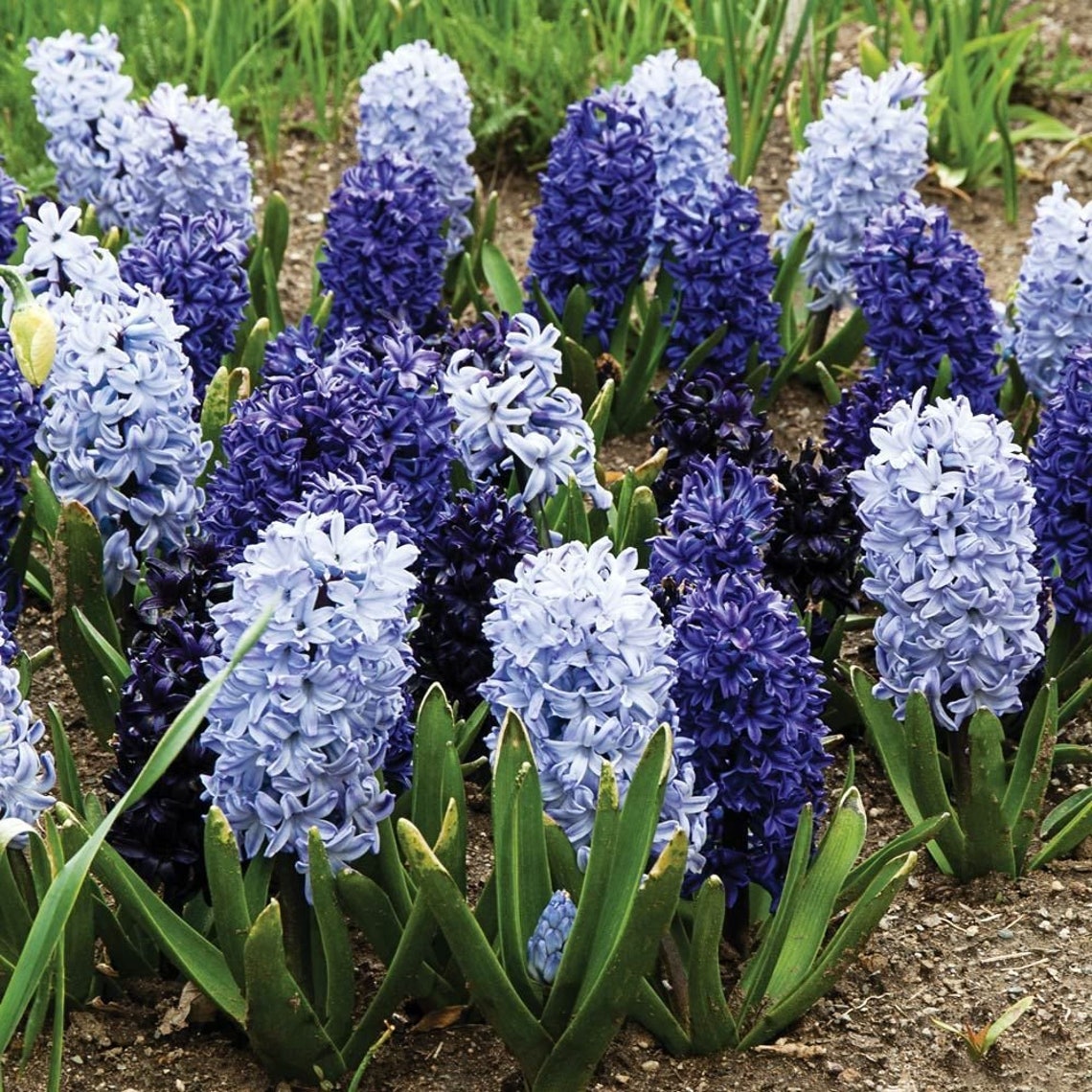 Hyacinth Blues Mix 3 Bulbs Deer resistant returns yearly Etsy