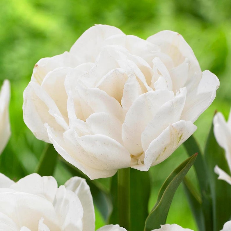 Tulip Double Mount Tacoma 5 Bulbs  Double White Blooms