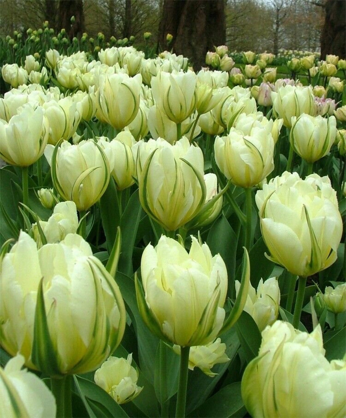Tulip Exotic Emperor 5 Bulbs Lovely blooms Shipping Etsy