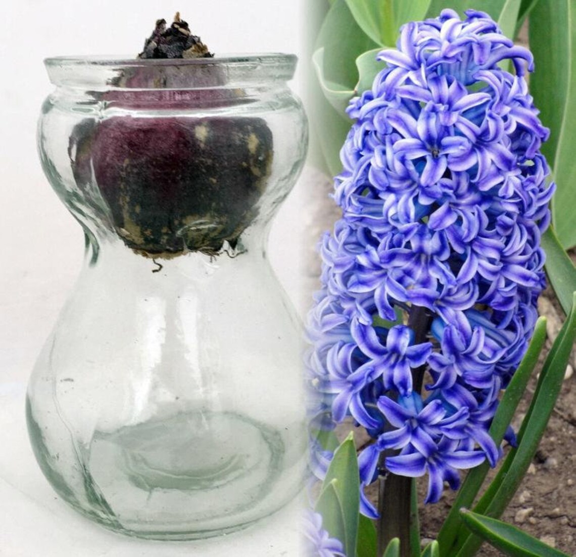 Preorder Clear Glass Hyacinth bulb forcing vase jar with blue Etsy