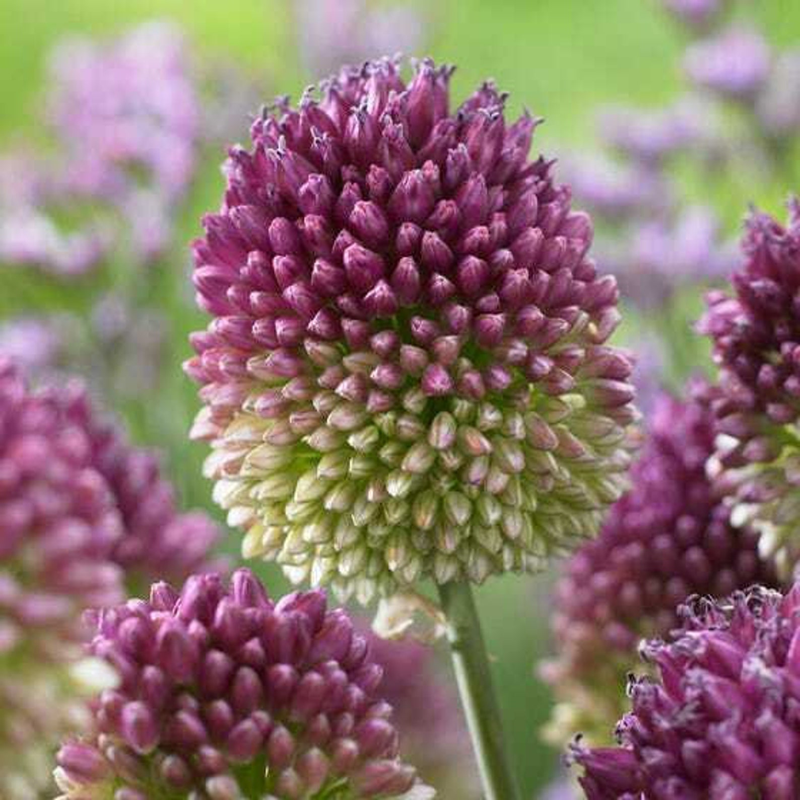 Preorder Allium Drumstick 10 bulbs Lovely blooms11/ cm Etsy