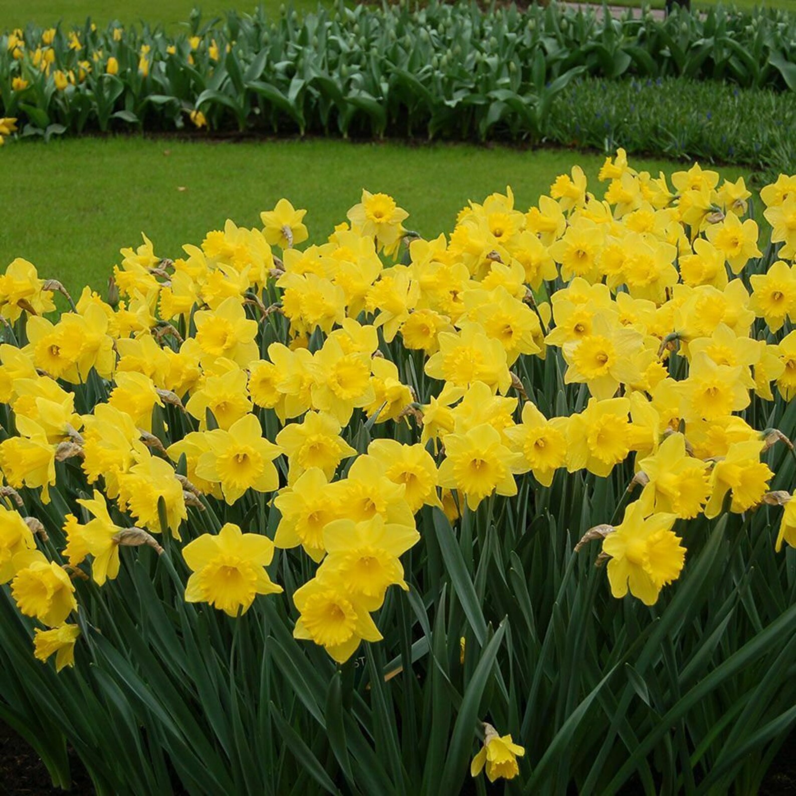 Preorder Narcissus Dutch Master 5 bulbs Lovely blooms11/ Etsy