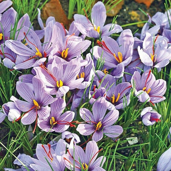Crocus Sativus Saffron, (5 Bulbs), Container friendly, Returns yearly. Now shipping!