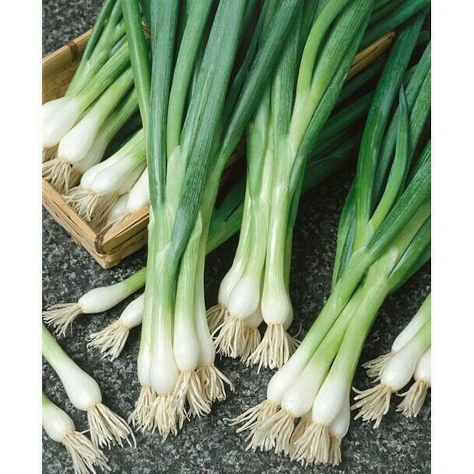 White Lisbon Bunching 100 Seeds A Mild Green Onion, Remain Fresh After