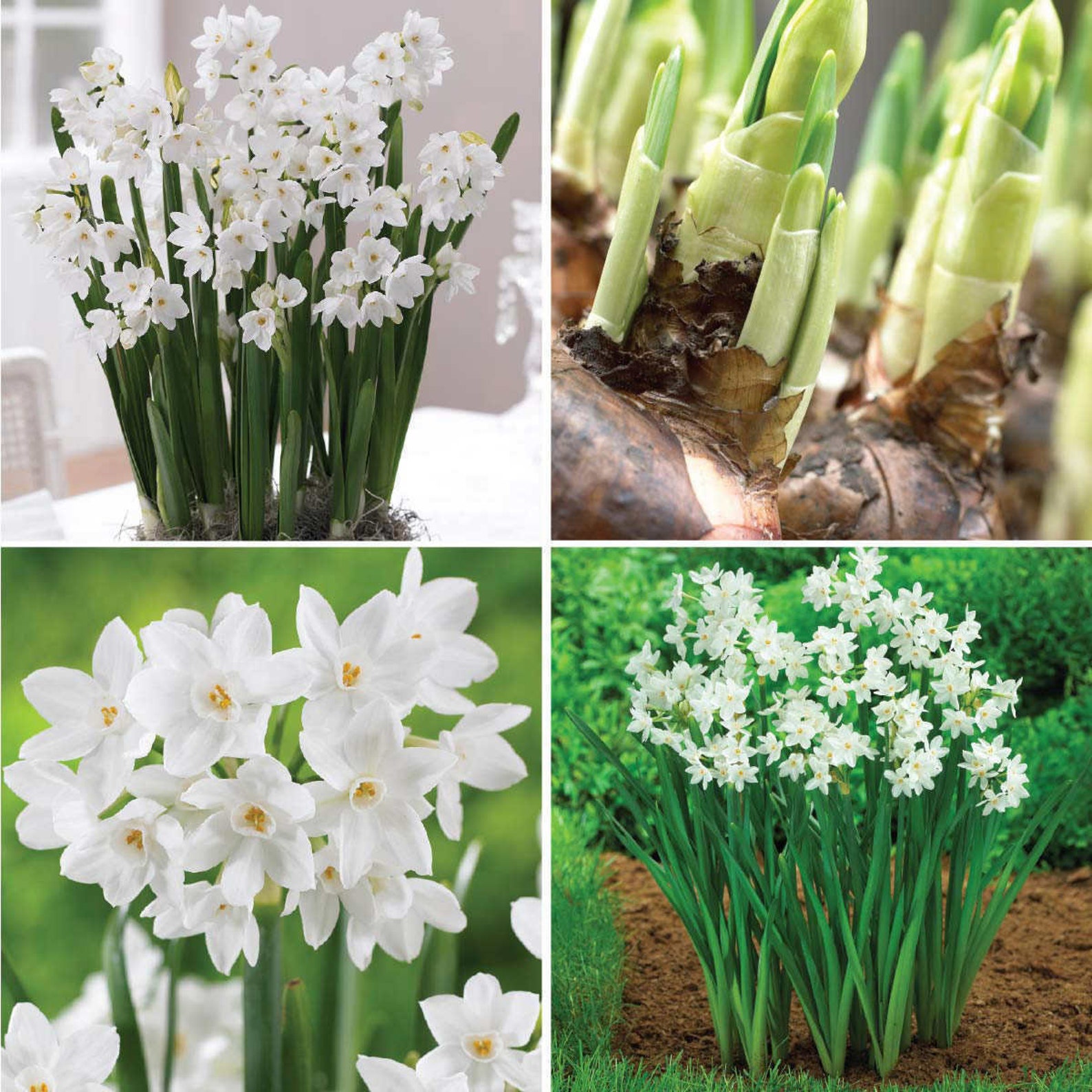Narcissus Paperwhite Ziva 5 Bulbs Now Shipping Etsy