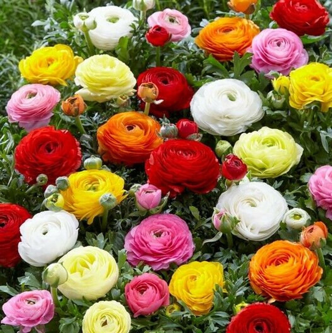 Ranunculus Mix 10 Bulbs Lovely blooms Now shipping Etsy