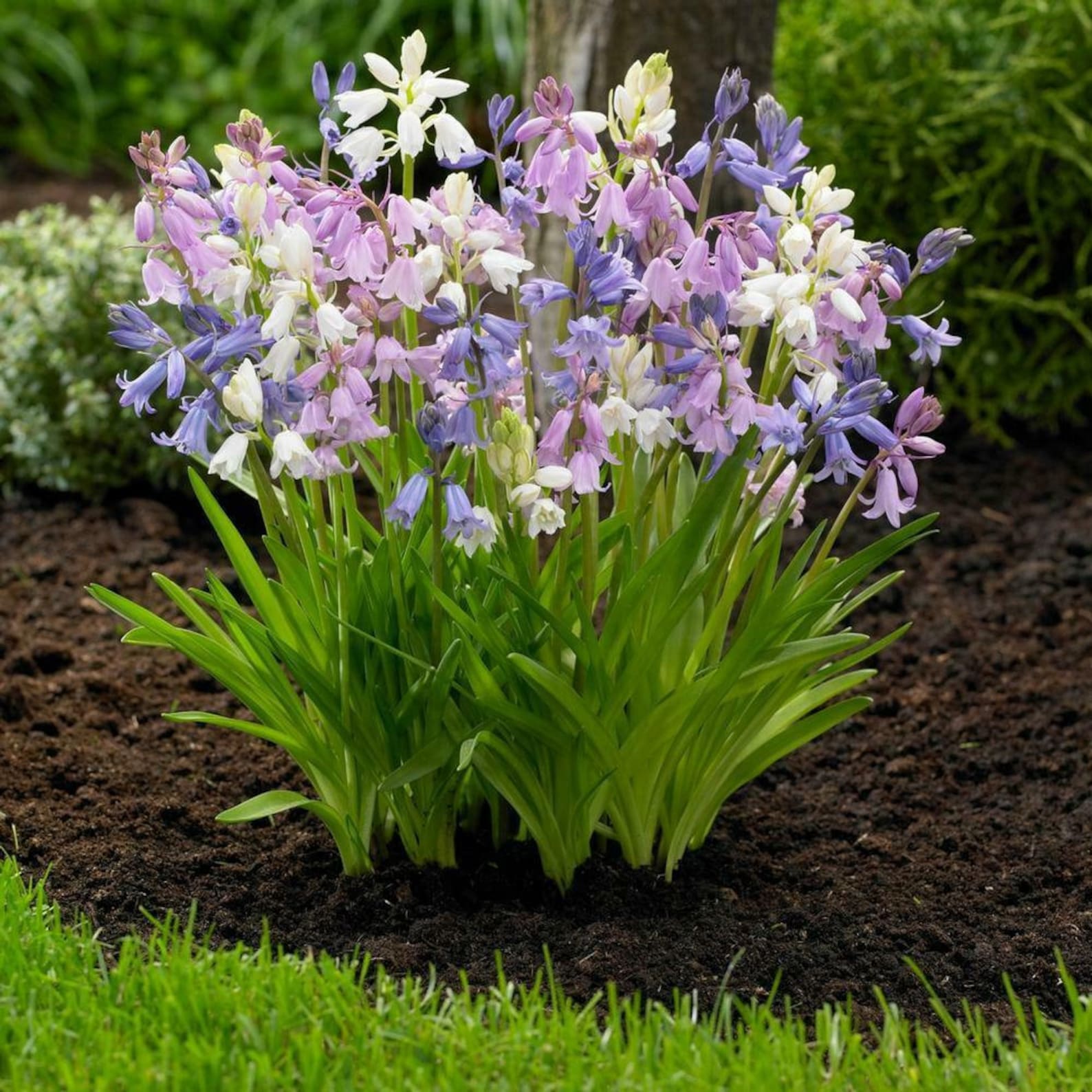 Pre-order Scilla Campanulata Mix 10 bulbs Lovely blooms | Etsy