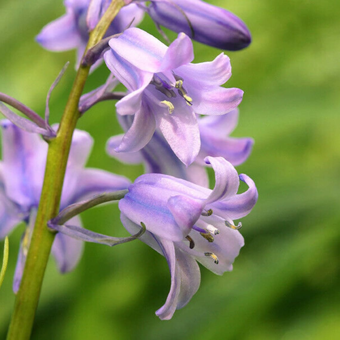 Pre-order Scilla Campanulata Mix 10 bulbs Lovely blooms | Etsy