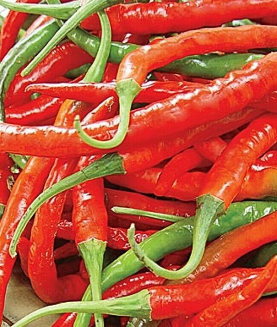 Pepper Cayenne Long Slim Red Spanish Variety 20 seeds Etsy