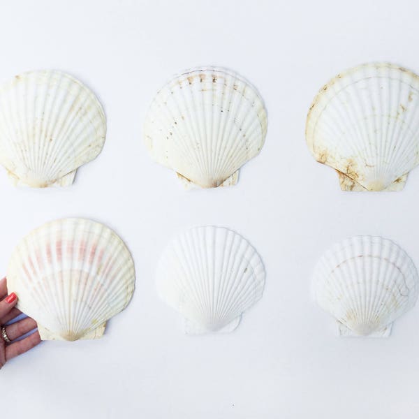 Natural Scallop Shells Set // set of six large vintage white scallop sea shells for coastal home decor or art project