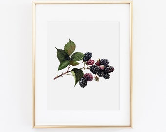 Blackberry Watercolor Print | Watercolor Fruit Print Set | Watercolor Fruit Painting | Blackberry Artwork | Watercolor Fruit Kitchen Decor