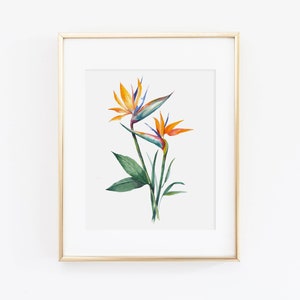 Bird of Paradise Watercolor Print | Watercolor Tropical Print | Watercolor Bird of Paradise Painting | Watercolor Tropical Home Decor