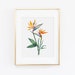 see more listings in the BOTANICAL COLLECTION section