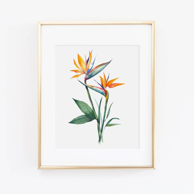 Bird of Paradise Watercolor Print Watercolor Tropical Print Watercolor Bird of Paradise Painting Watercolor Tropical Home Decor image 1