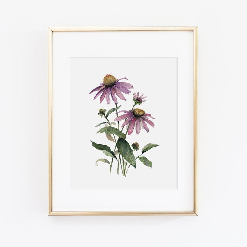 Watercolor Coneflower Wall Art Watercolor Echinacea Painting Floral Painting Watercolor Floral Print Floral Wall Art Gift for Her image 1