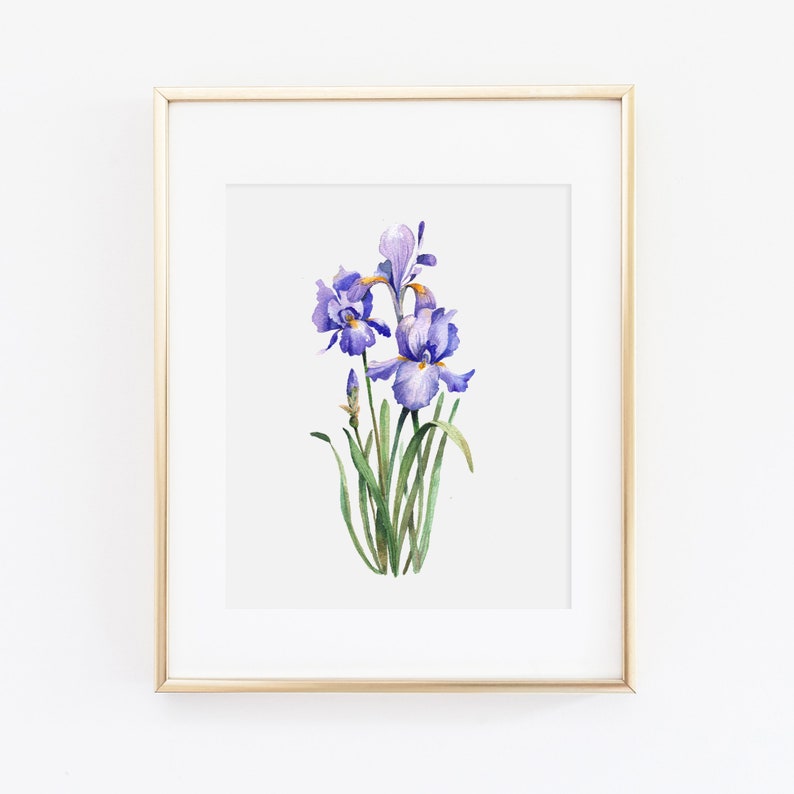 Watercolor Iris Wall Art | Iris Art Print | Iris Painting | Watercolor Floral Wall Art | Botanical Print Set | Tennessee State Flower image 1