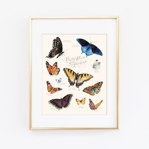 Watercolor Butterfly Art Print | Butterflies of the Smokies | Butterfly Painting | Butterfly Field Guide | Great Smoky Mountains