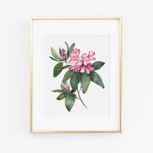 Watercolor Rhododendron Art Print | Pink Flower Painting | Watercolor Floral Pink | Botanical Illustration Wall Art | Botanical Floral Art