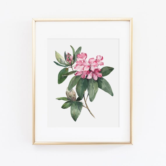 Aquarell Rhododendron Kunstdruck | Rosa Blumen Gemlde | Aquarell Blumen  Rosa | Botanische Illustration | Botanische Blumenkunst - Etsy.de